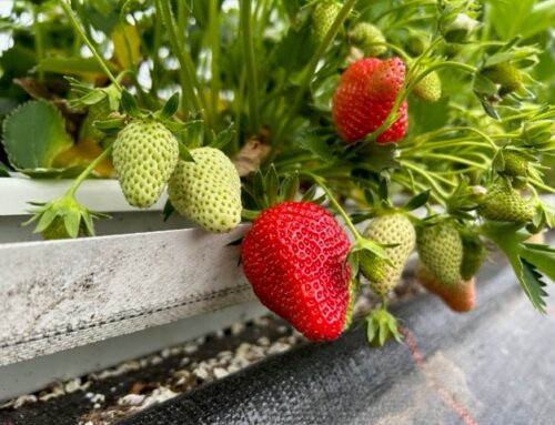 die ersten Erdbeeren